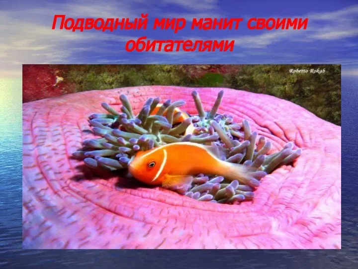 Подводный мир манит своими обитателями