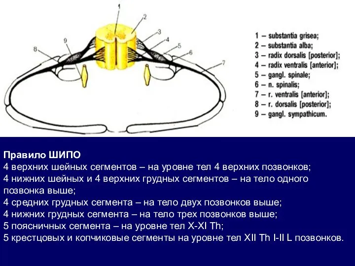 Правило ШИПО 4 верхних шейных сегментов – на уровне тел 4