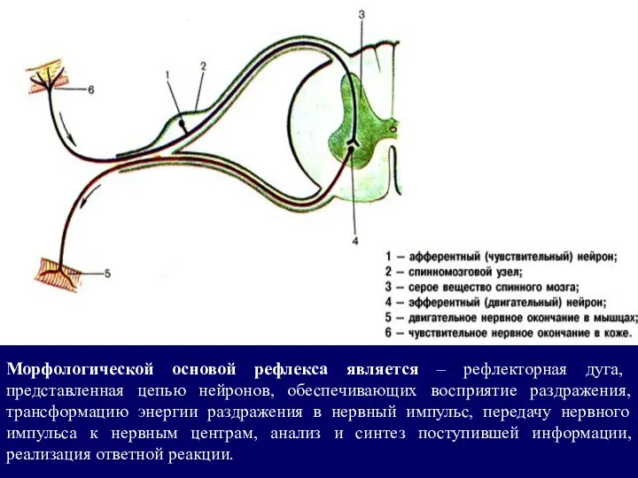 Морфологической основой рефлекса является – рефлекторная дуга, представленная цепью нейронов, обеспечивающих