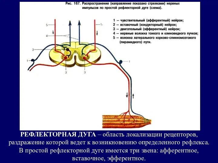 РЕФЛЕКТОРНАЯ ДУГА – область локализации рецепторов, раздражение которой ведет к возникновению