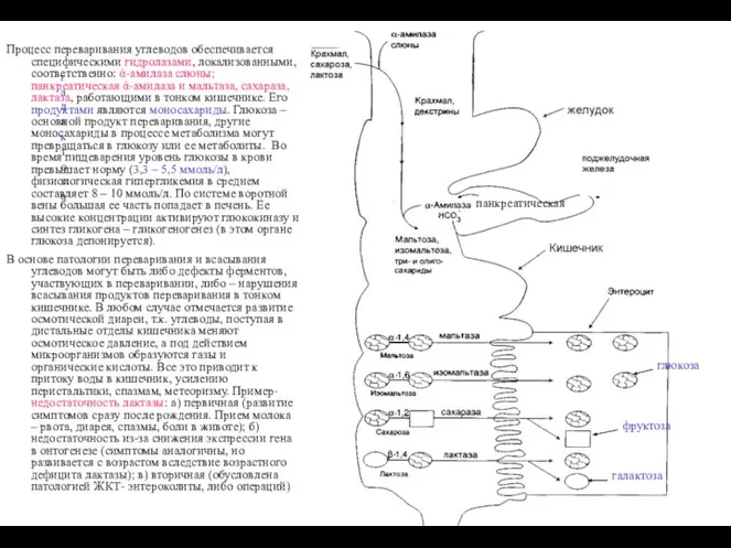 галактоза Процесс переваривания углеводов обеспечивается специфическими гидролазами, локализованными, соответственно: ά-амилаза слюны;