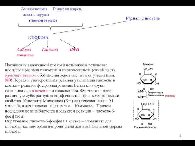 Накопление эндогенной глюкозы возможно в результате процессов распада гликогена и глюконеогенеза