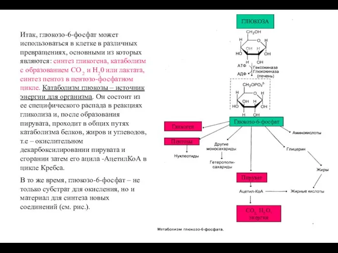 Итак, глюкозо-6-фосфат может использоваться в клетке в различных превращениях, основными из