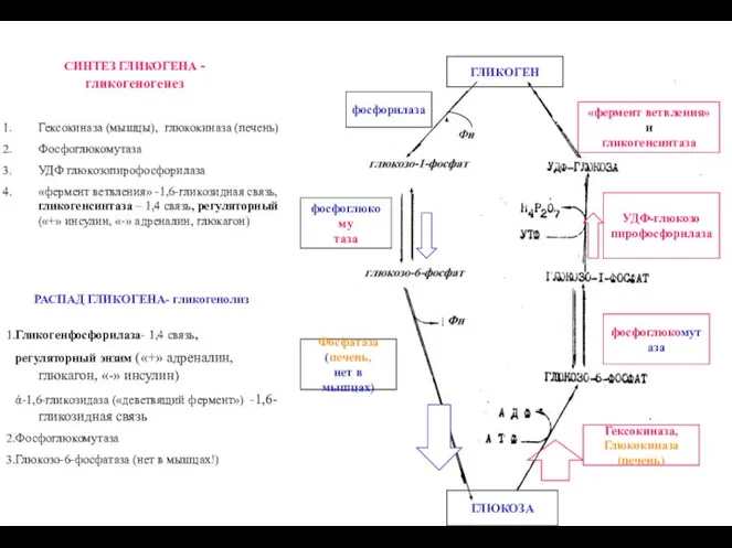 СИНТЕЗ ГЛИКОГЕНА - гликогеногенез «фермент ветвления» и гликогенсинтаза фосфоглюкомутаза Гексокиназа, Глюкокиназа
