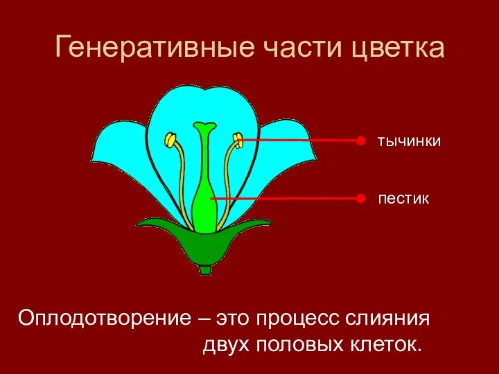 Генеративные части цветка Оплодотворение – это процесс слияния двух половых клеток.