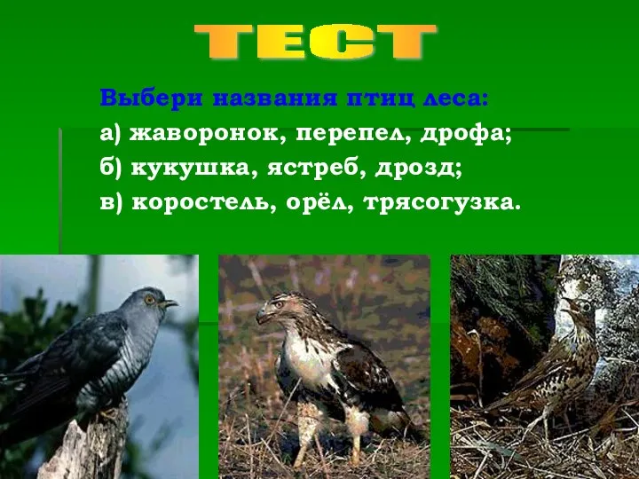 Выбери названия птиц леса: а) жаворонок, перепел, дрофа; б) кукушка, ястреб,