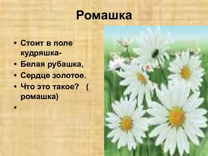 Ромашка Стоит в поле кудряшка- Белая рубашка, Сердце золотое. Что это такое? ( ромашка)