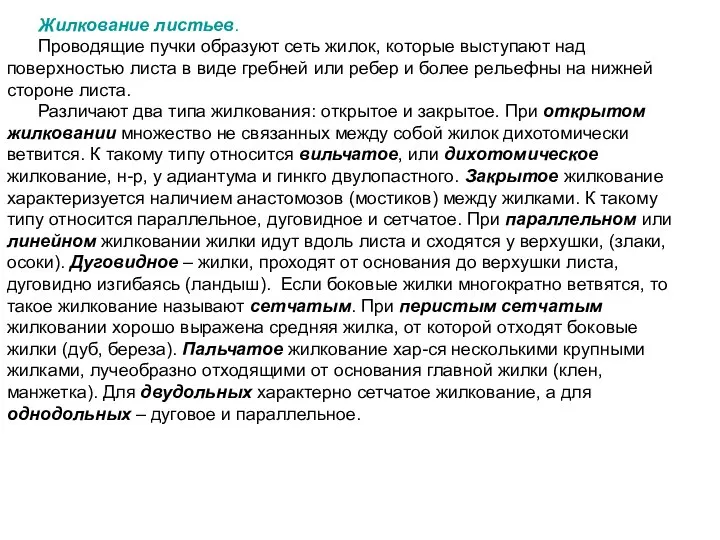 Жилкование листьев. Проводящие пучки образуют сеть жилок, которые выступают над поверхностью