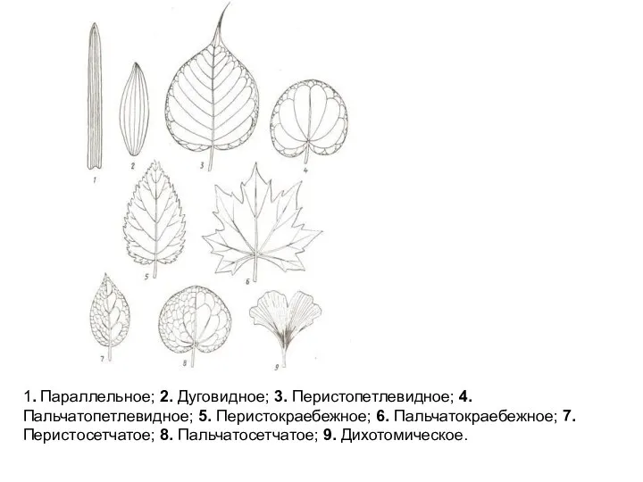 1. Параллельное; 2. Дуговидное; 3. Перистопетлевидное; 4. Пальчатопетлевидное; 5. Перистокраебежное; 6.