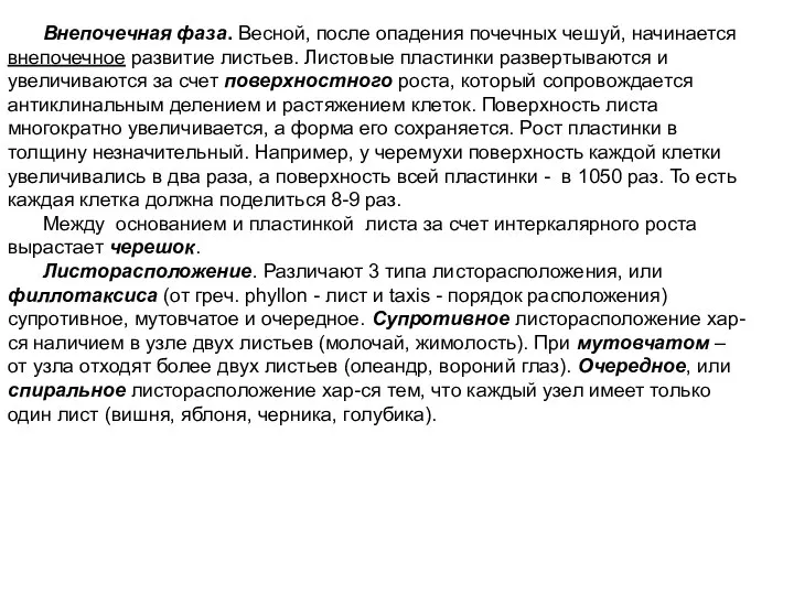 Внепочечная фаза. Весной, после опадения почечных чешуй, начинается внепочечное развитие листьев.