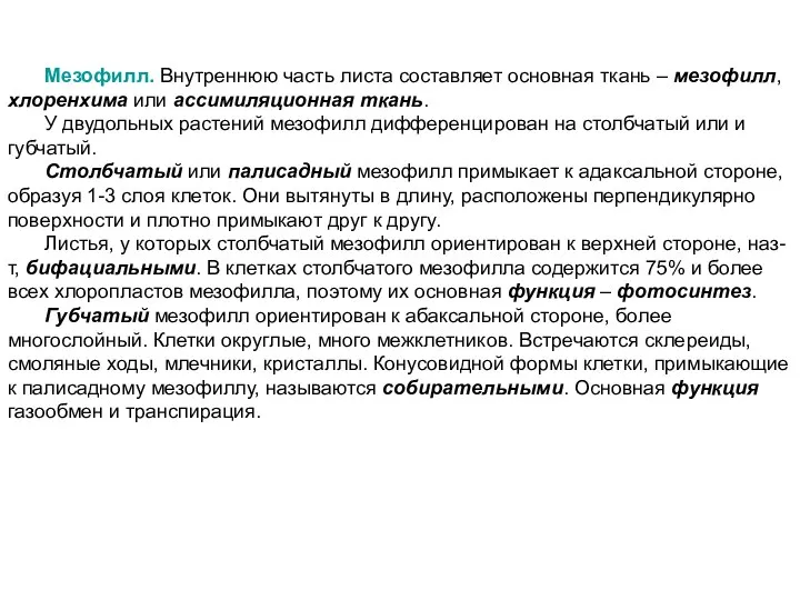 Мезофилл. Внутреннюю часть листа составляет основная ткань – мезофилл, хлоренхима или