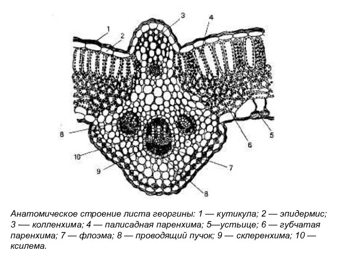 Анатомическое строение листа георгины: 1 — кутикула; 2 — эпидермис; 3