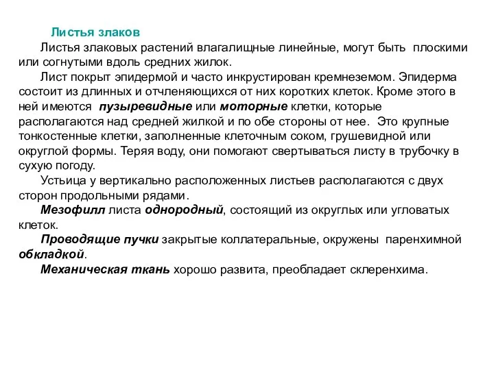 Листья злаков Листья злаковых растений влагалищные линейные, могут быть плоскими или