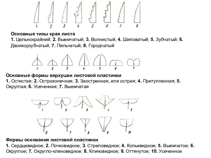 Основные типы края листа 1. Цельнокрайний; 2. Выемчатый; 3. Волнистый; 4.