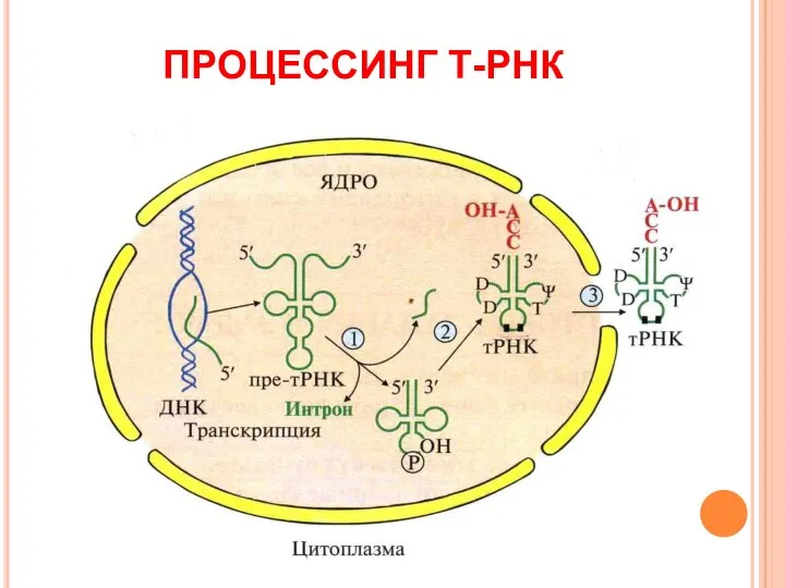 ПРОЦЕССИНГ Т-РНК