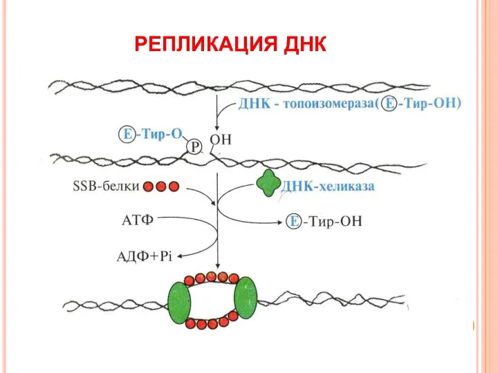 РЕПЛИКАЦИЯ ДНК