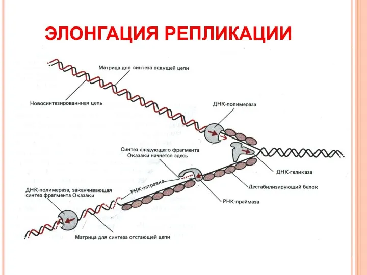 ЭЛОНГАЦИЯ РЕПЛИКАЦИИ