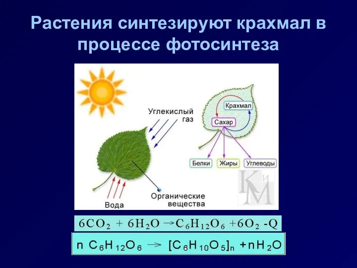 Растения синтезируют крахмал в процессе фотосинтеза