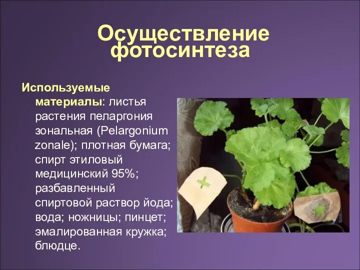Осуществление фотосинтеза Используемые материалы: листья растения пеларгония зональная (Pelargonium zonale); плотная