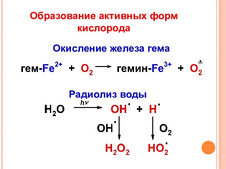 Образование активных форм кислорода Радиолиз воды Окисление железа гема