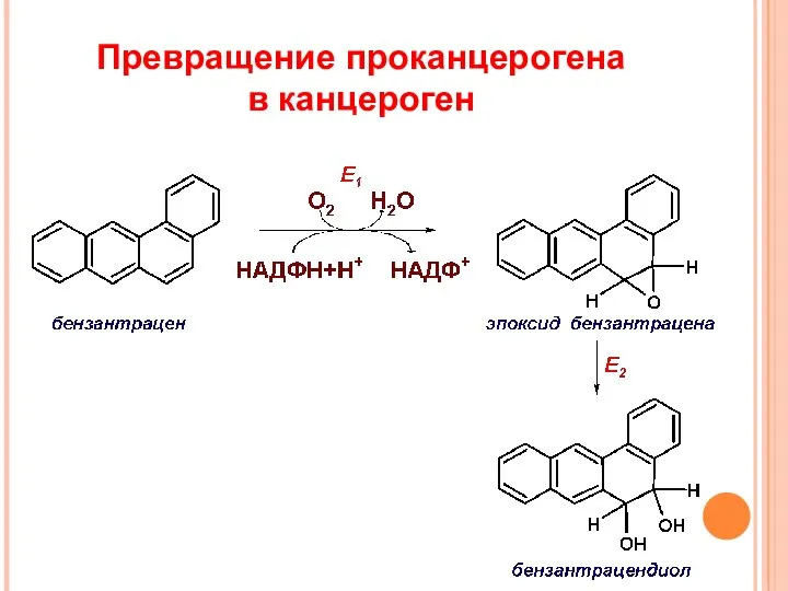 Превращение проканцерогена в канцероген