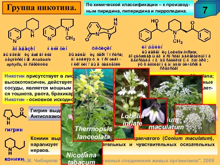 Группа никотина. 7 А.М. Чибиряев "Биологически активные соединения живых организмов", 2009