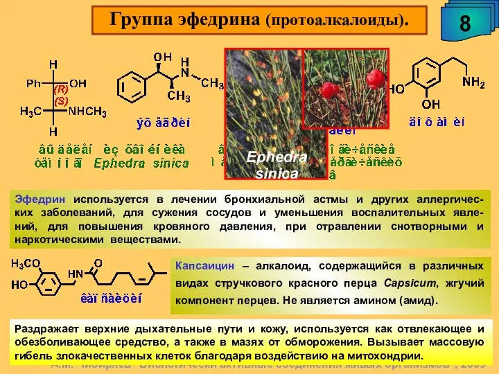 Группа эфедрина (протоалкалоиды). 8 А.М. Чибиряев "Биологически активные соединения живых организмов",