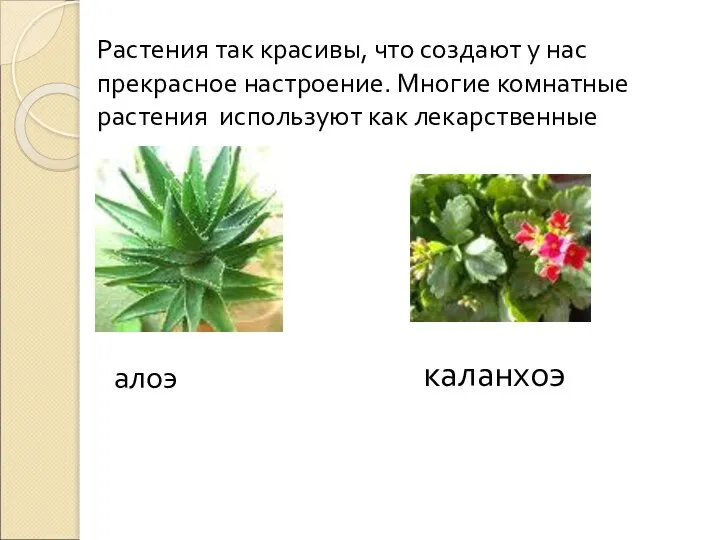 алоэ каланхоэ Растения так красивы, что создают у нас прекрасное настроение.