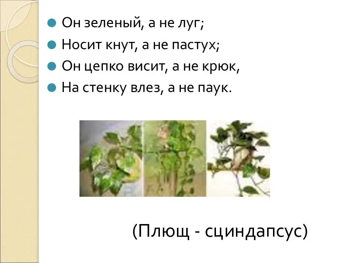 Он зеленый, а не луг; Носит кнут, а не пастух; Он