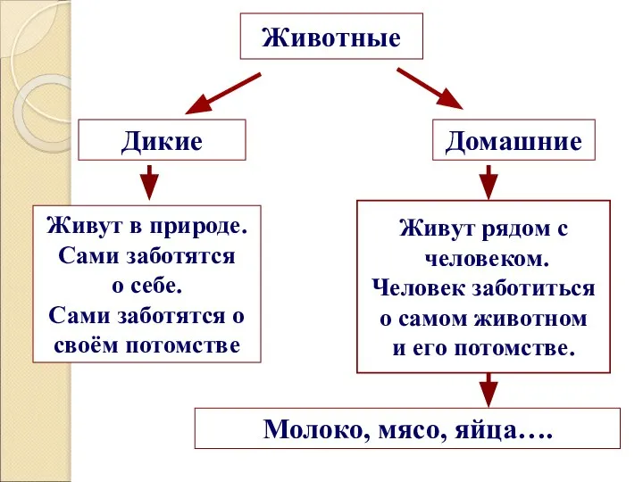 Животные Дикие Домашние Живут в природе. Сами заботятся о себе. Сами