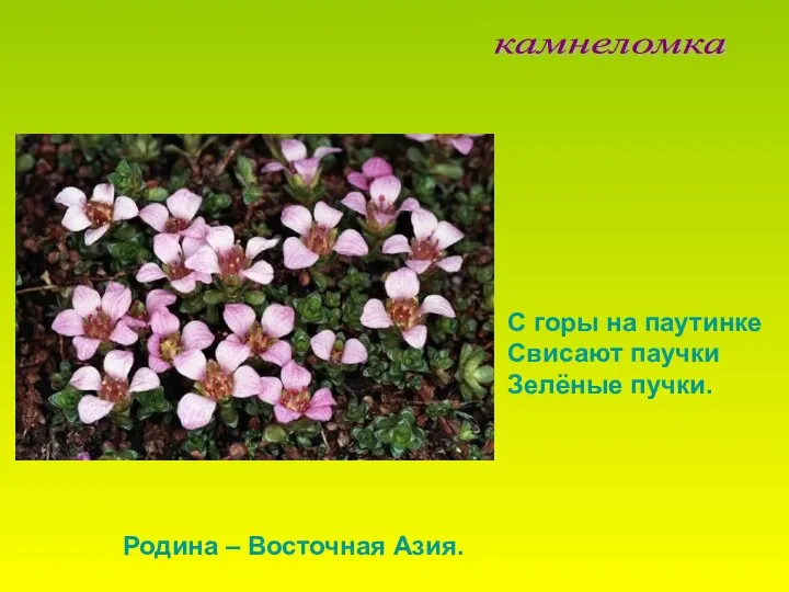 камнеломка С горы на паутинке Свисают паучки Зелёные пучки. Родина – Восточная Азия.