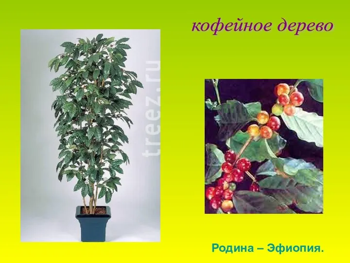 кофейное дерево Родина – Эфиопия.