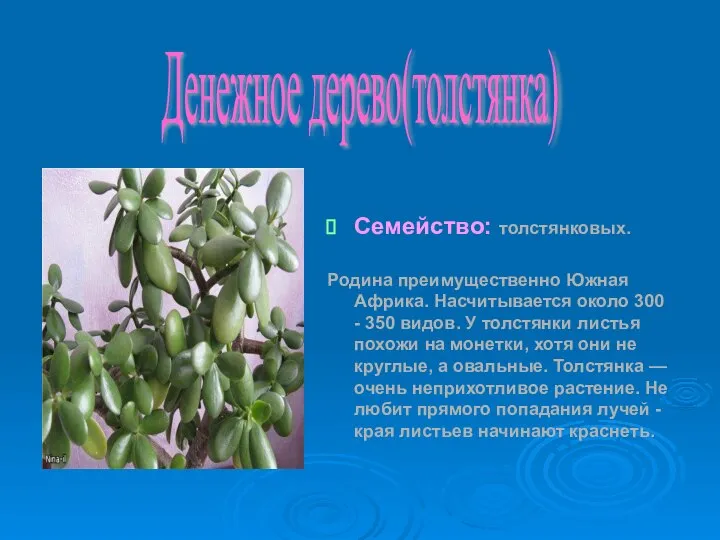 Семейство: толстянковых. Родина преимущественно Южная Африка. Насчитывается около 300 - 350