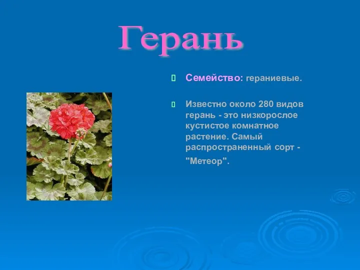 Семейство: гераниевые. Известно около 280 видов герань - это низкорослое кустистое