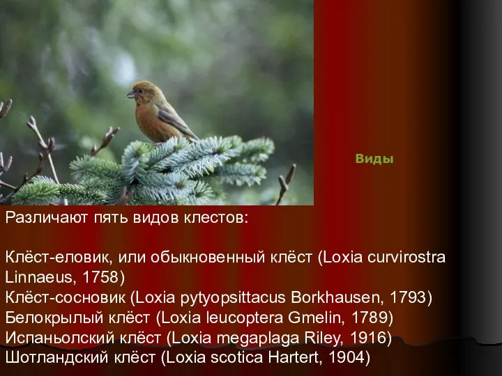 Различают пять видов клестов: Клёст-еловик, или обыкновенный клёст (Loxia curvirostra Linnaeus,