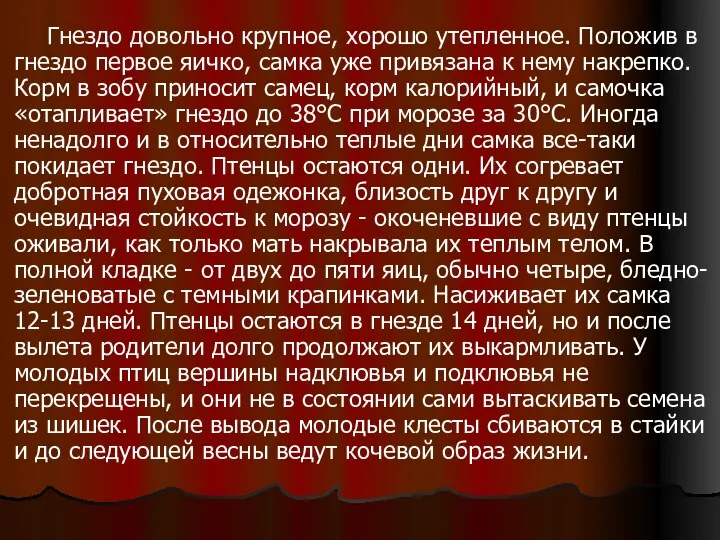 Гнездо довольно крупное, хорошо утепленное. Положив в гнездо первое яичко, самка