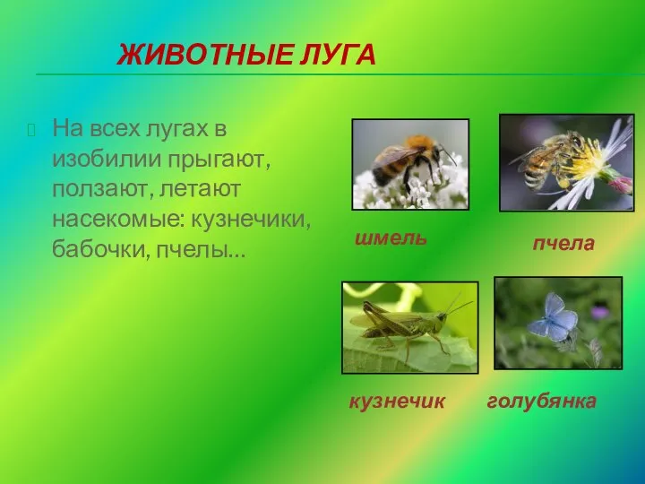 ЖИВОТНЫЕ ЛУГА На всех лугах в изобилии прыгают, ползают, летают насекомые: