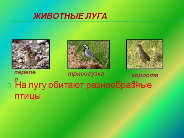 ЖИВОТНЫЕ ЛУГА На лугу обитают разнообразные птицы перепел коростель трясогузка