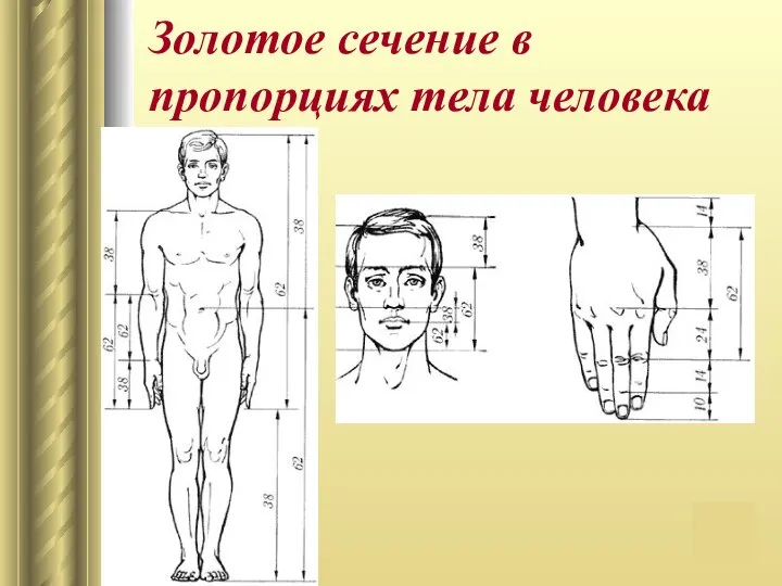 Золотое сечение в пропорциях тела человека