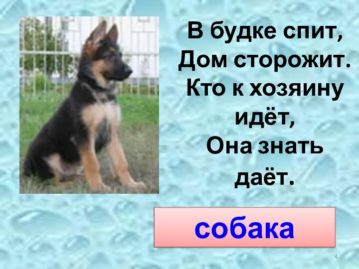 В будке спит, Дом сторожит. Кто к хозяину идёт, Она знать даёт. собака