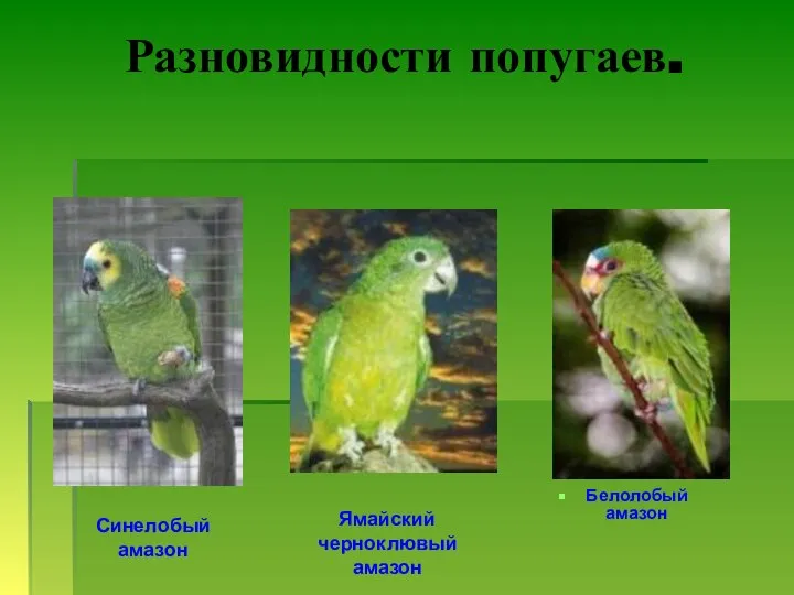 Разновидности попугаев. Белолобый амазон Синелобый амазон Ямайский черноклювый амазон