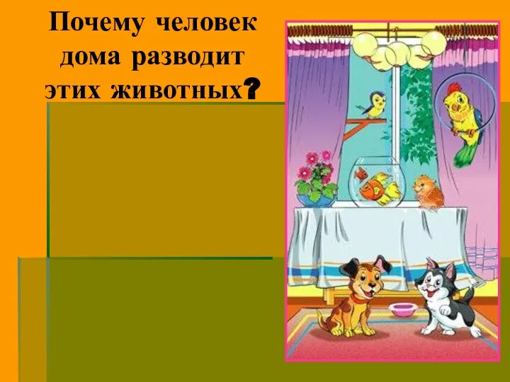 Почему человек дома разводит этих животных?