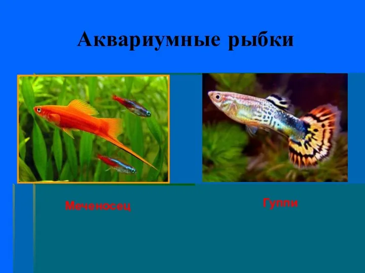 Аквариумные рыбки Меченосец Гуппи