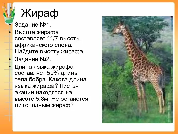 Жираф Задание №1. Высота жирафа составляет 11/7 высоты африканского слона. Найдите