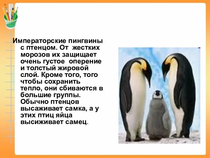 Императорские пингвины с птенцом. От жестких морозов их защищает очень густое