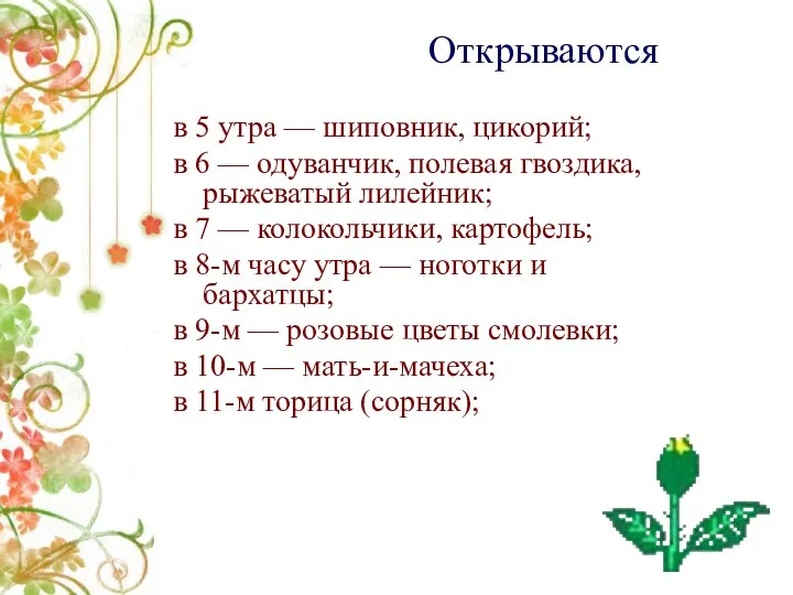 в 5 утра — шиповник, цикорий; в 6 — одуванчик, полевая