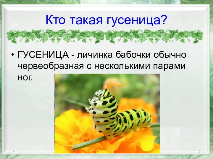 Кто такая гусеница? ГУСЕНИЦА - личинка бабочки обычно червеобразная с несколькими парами ног. *