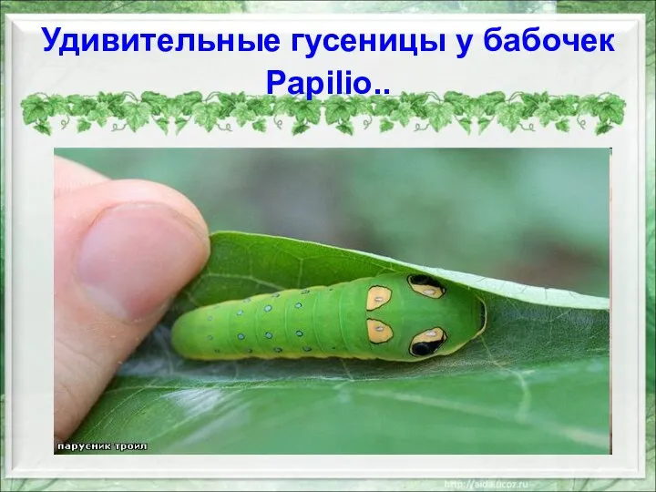 Удивительные гусеницы у бабочек Papilio..