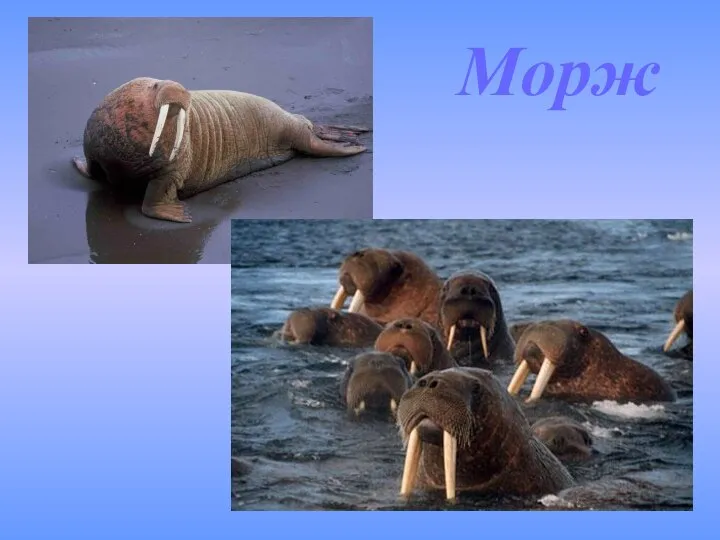 Морж