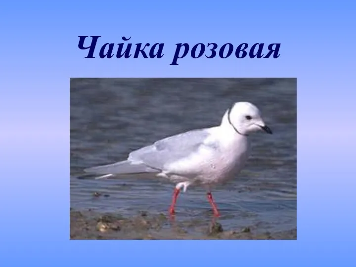 Чайка розовая